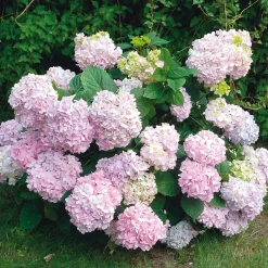 Hortensie 'Otaksa '