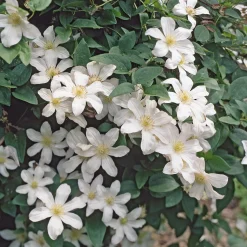 Italienische Waldrebe 'Huldine'