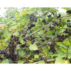 Joannet Crème de Cassis