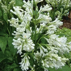 Kanadischer Flieder 'Agnes Smith'