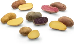 Kartoffelraritäten neue Sorten 2026