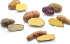 Kartoffelraritäten traditionelle Sorten 2026