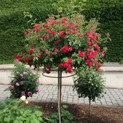 Kaskadenrose 'Chevy Chase'