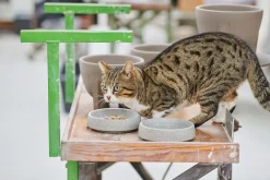 Katzennapf Granitkeramik