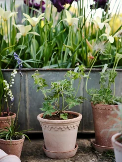 Københavner Pflanztopf mit Untersetzer