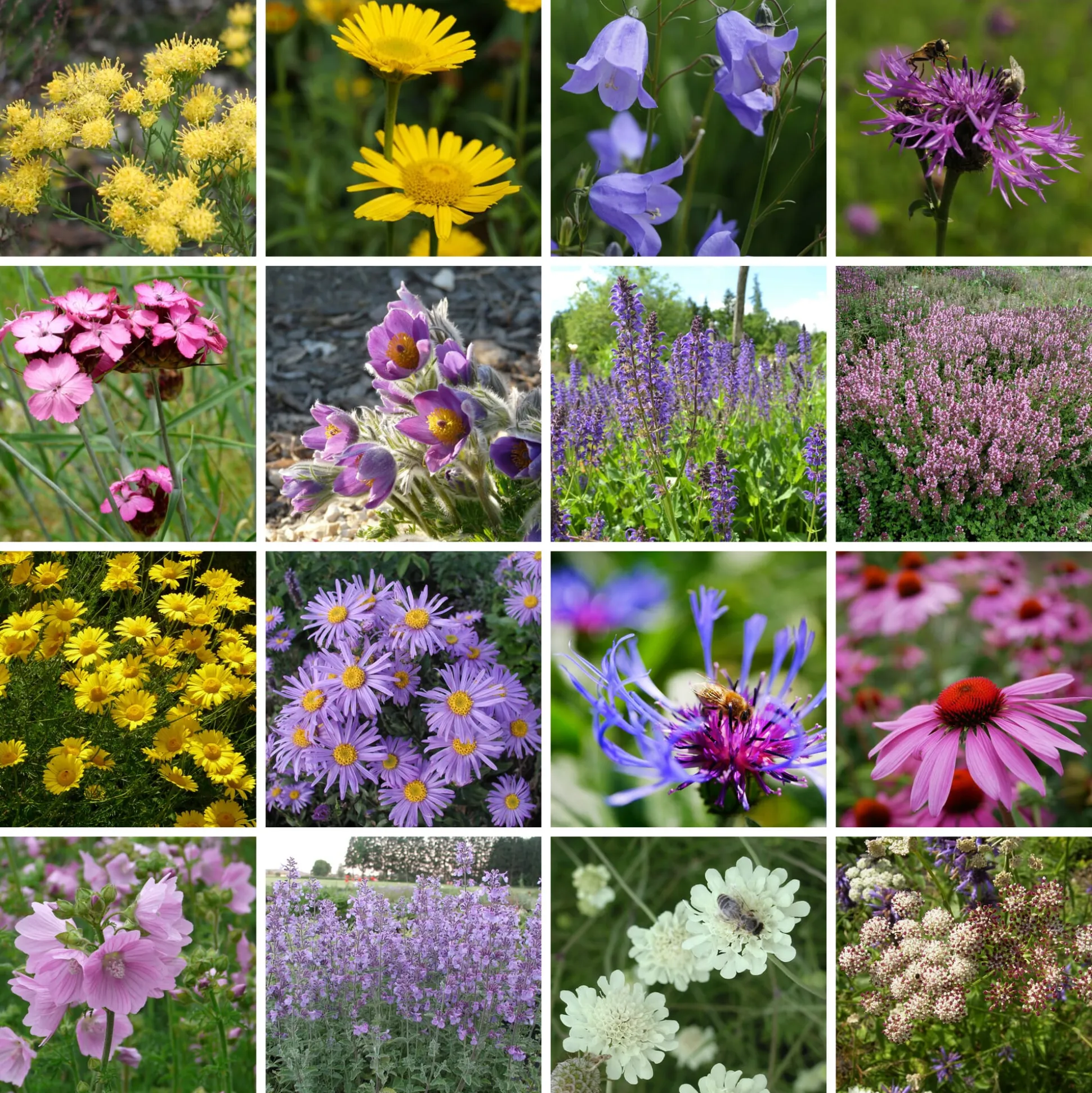 Kombipaket Heimische Stauden/Stauden für Bienen, Schmetterlinge