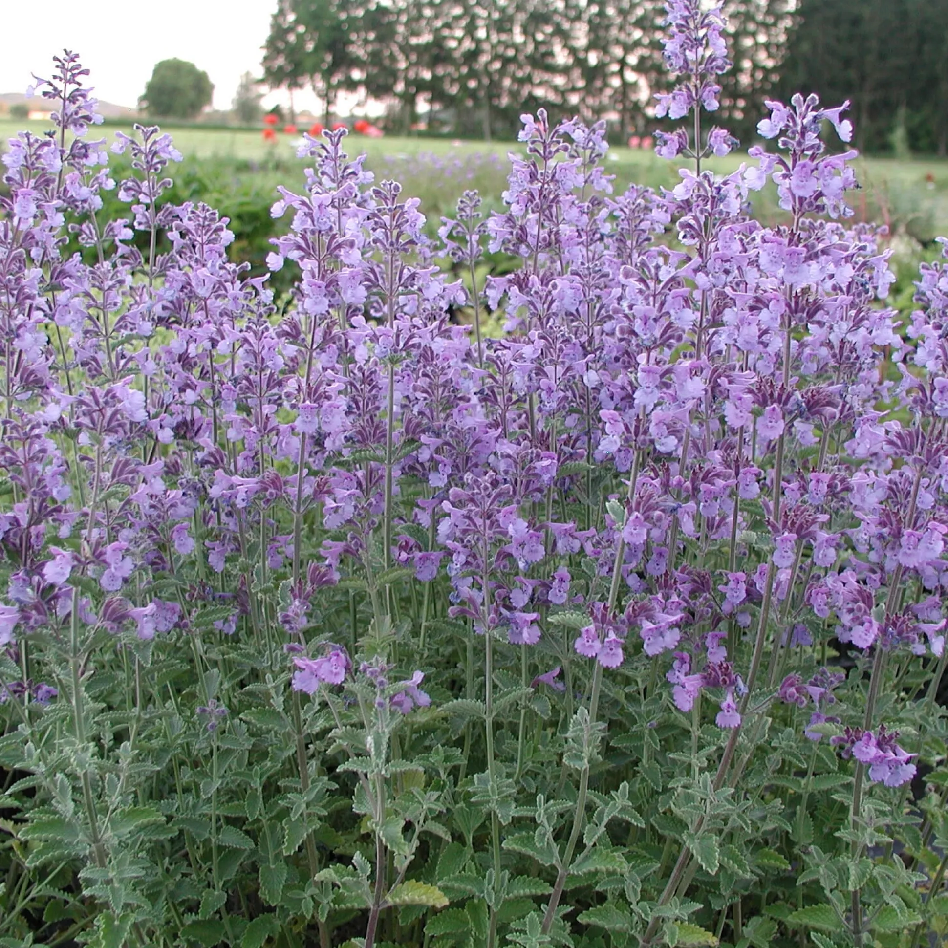 Kombipaket Heimische Stauden/Stauden für Bienen, Schmetterlinge