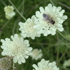 Kombipaket Heimische Stauden/Stauden für Bienen, Schmetterlinge