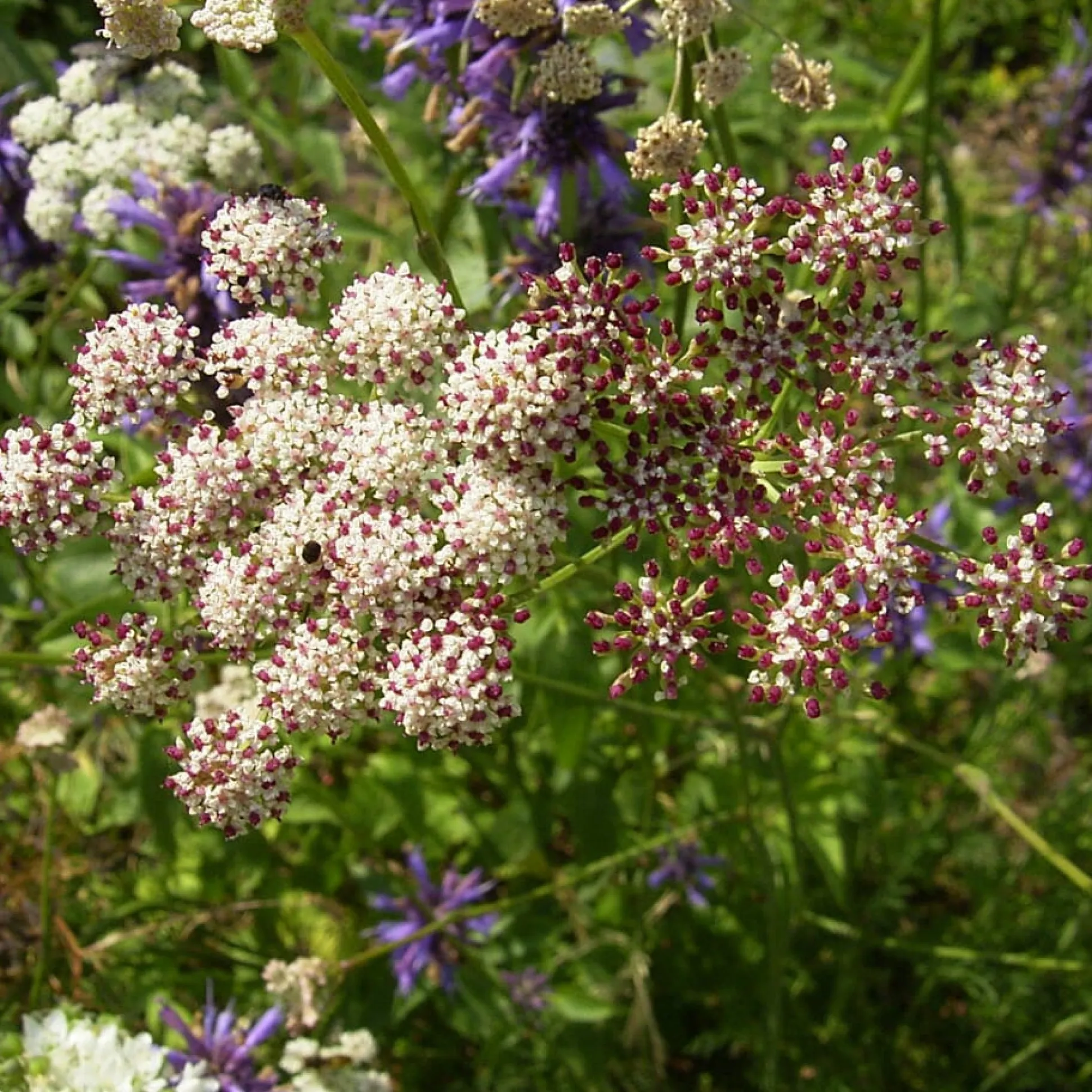 Kombipaket Heimische Stauden/Stauden für Bienen, Schmetterlinge