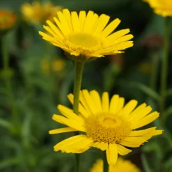Kombipaket Heimische Stauden/Stauden für Bienen, Schmetterlinge