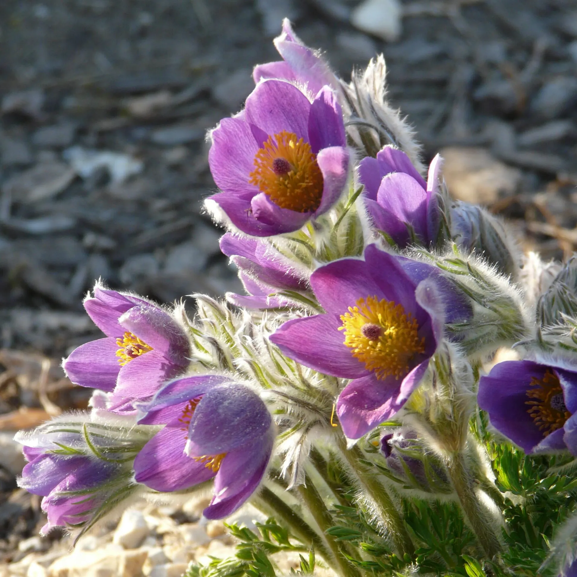 Kombipaket Heimische Stauden/Stauden für Bienen, Schmetterlinge