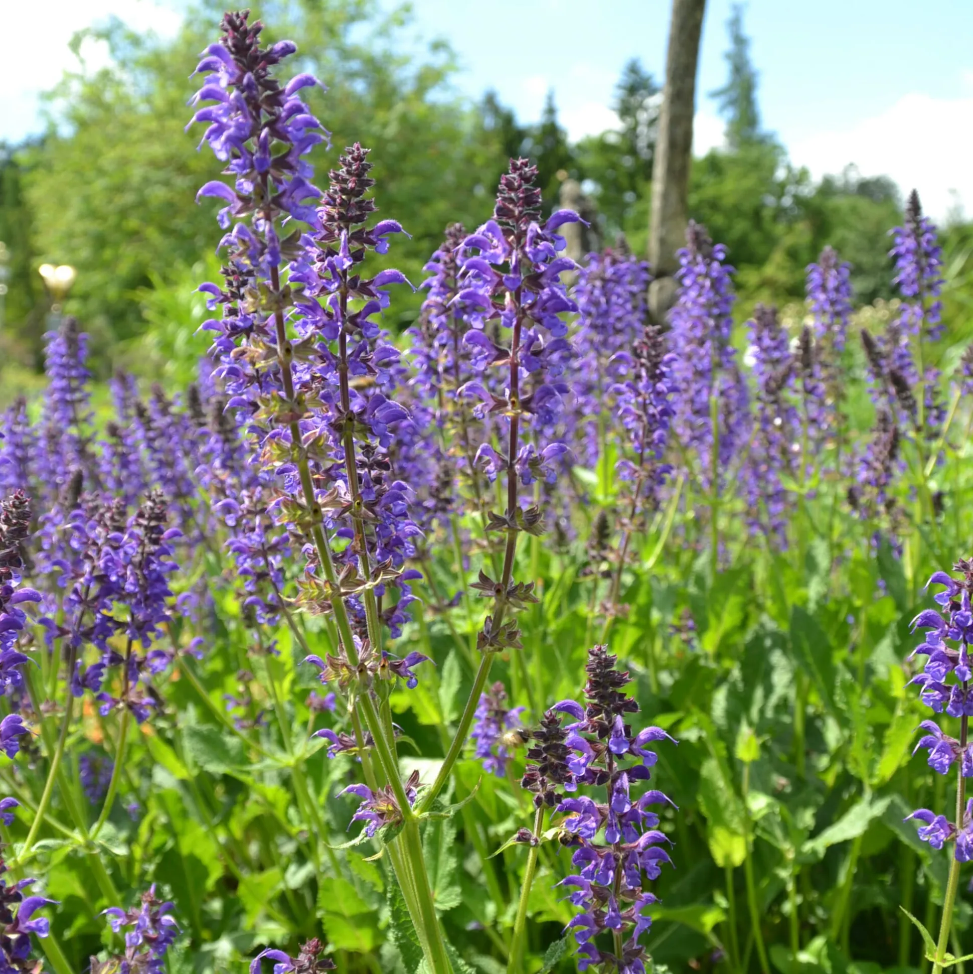 Kombipaket Heimische Stauden/Stauden für Bienen, Schmetterlinge