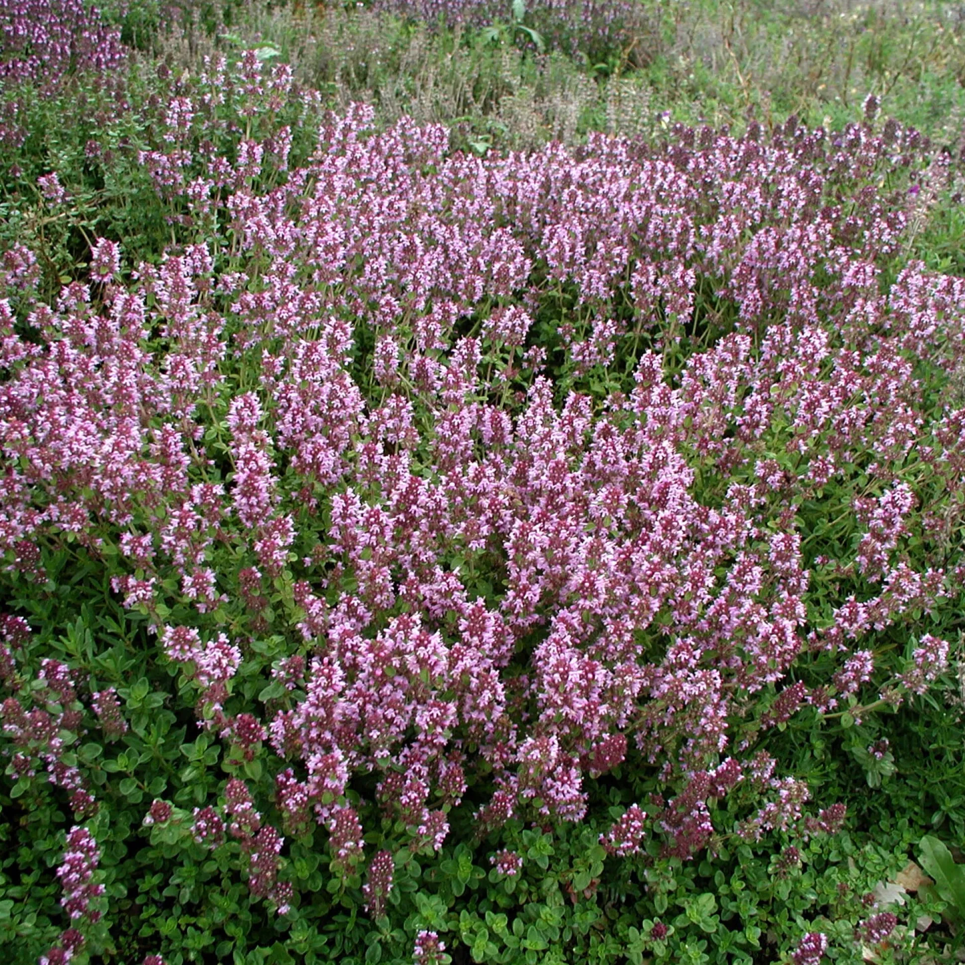Kombipaket Heimische Stauden/Stauden für Bienen, Schmetterlinge