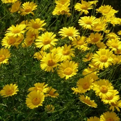 Kombipaket Heimische Stauden/Stauden für Bienen, Schmetterlinge