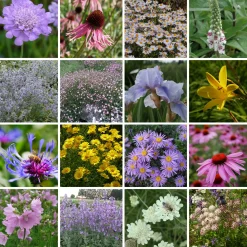 Kombipaket Klimawandel- und Stauden für Bienen, Schmetterlinge
