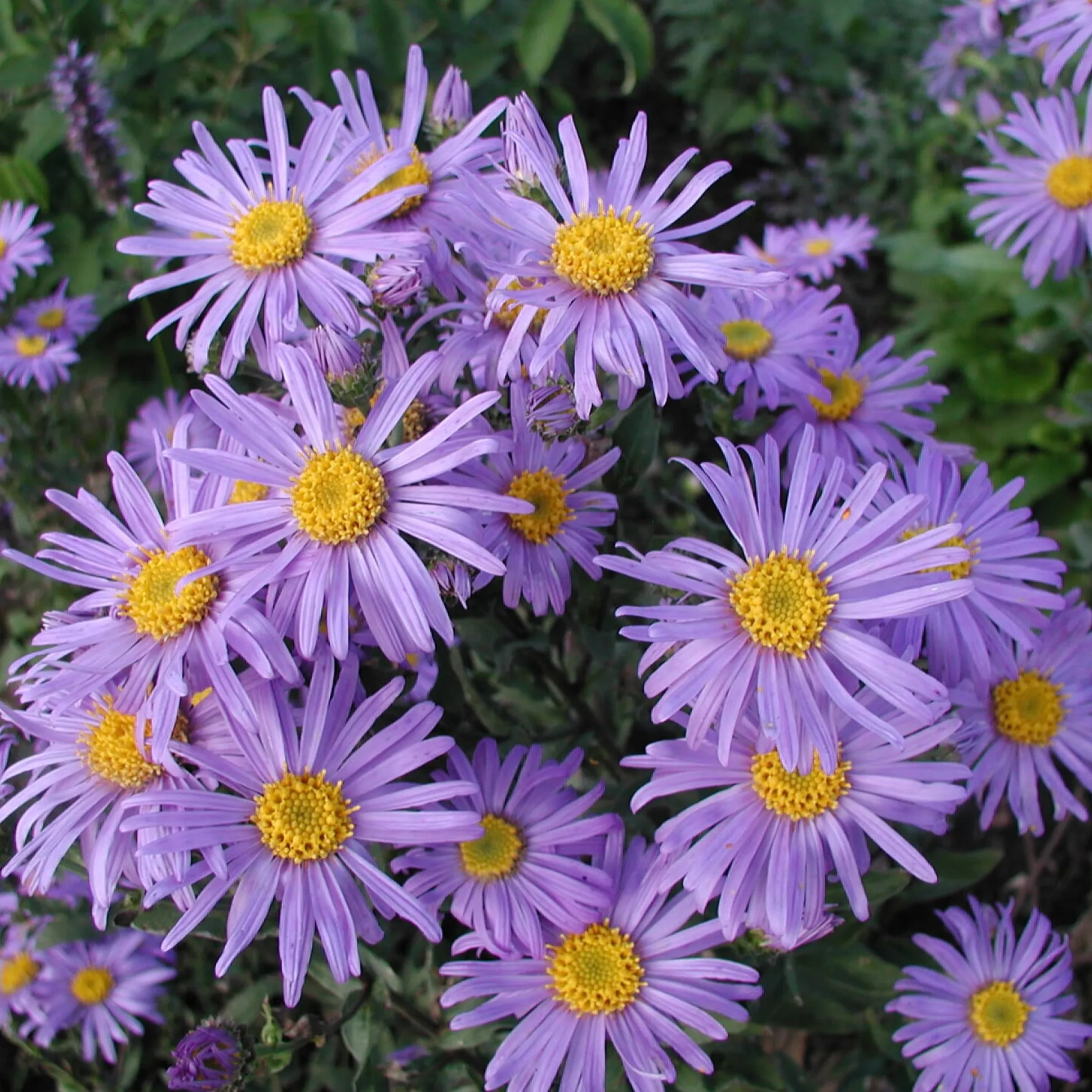 Kombipaket Klimawandel- und Stauden für Bienen, Schmetterlinge