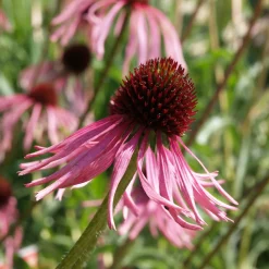 Kombipaket Klimawandel- und Stauden für Bienen, Schmetterlinge
