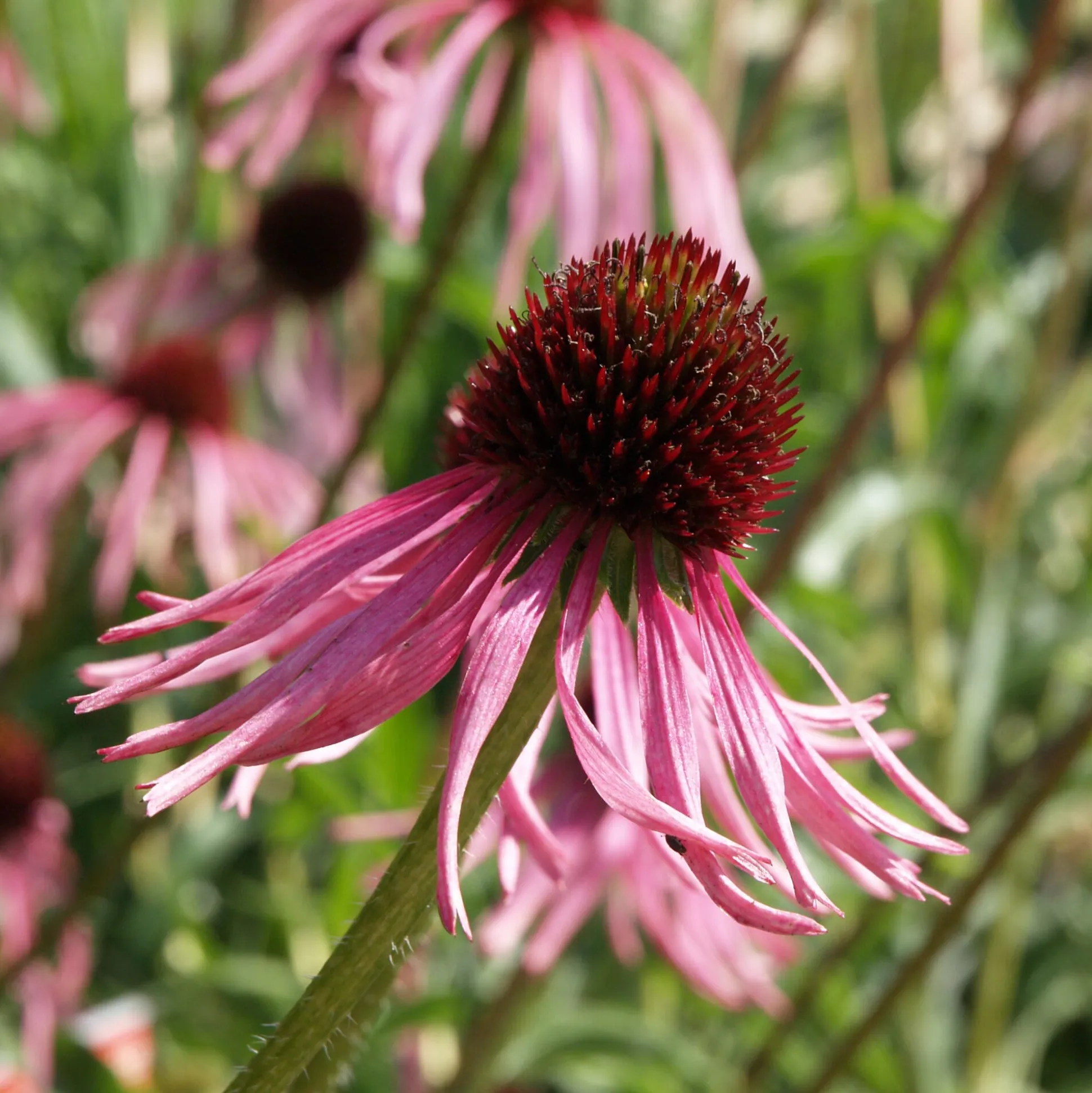 Kombipaket Klimawandel- und Stauden für Bienen, Schmetterlinge