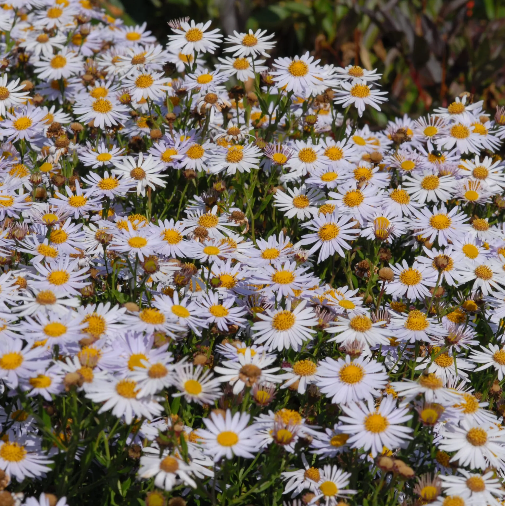 Kombipaket Klimawandel- und Stauden für Bienen, Schmetterlinge