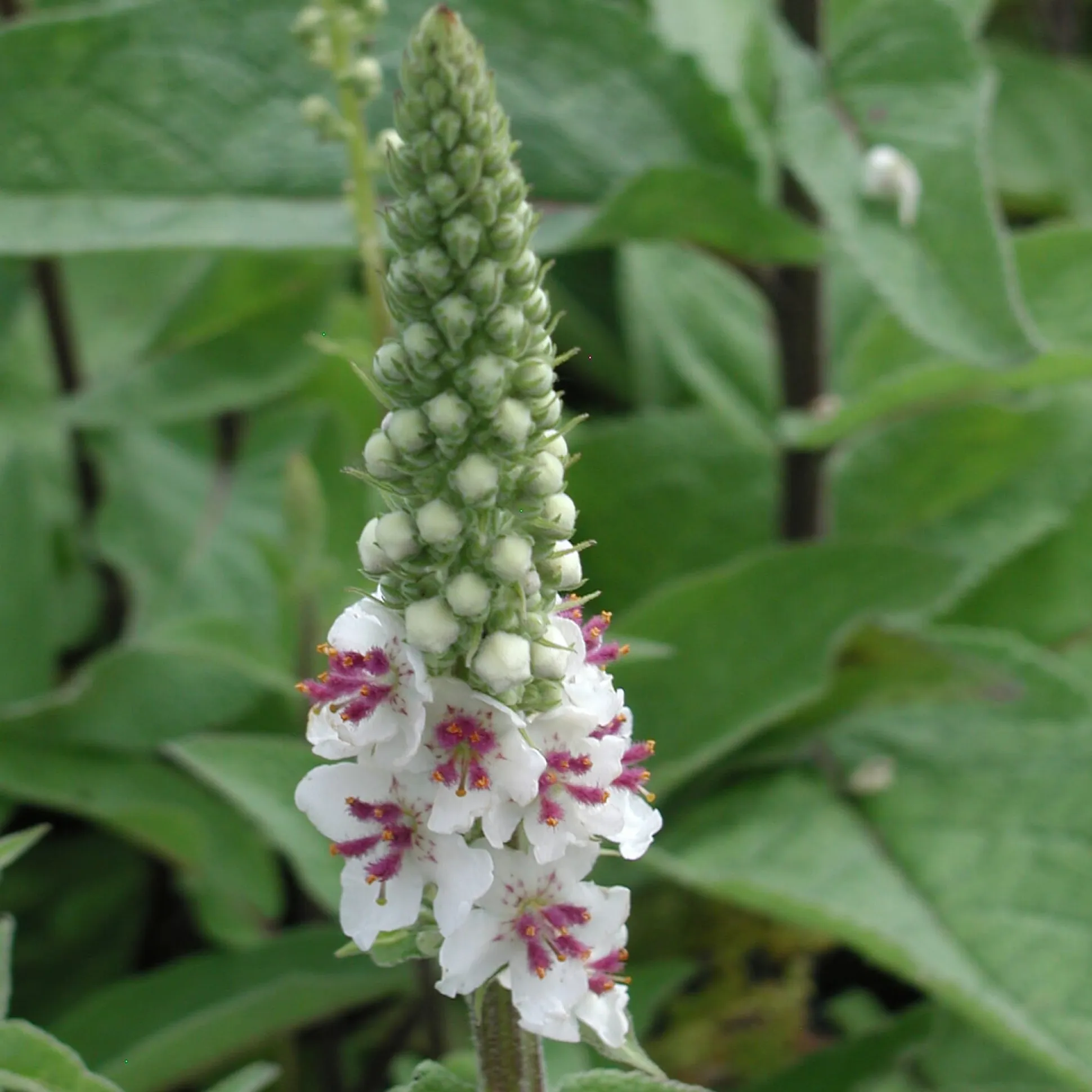Kombipaket Klimawandel- und Stauden für Bienen, Schmetterlinge