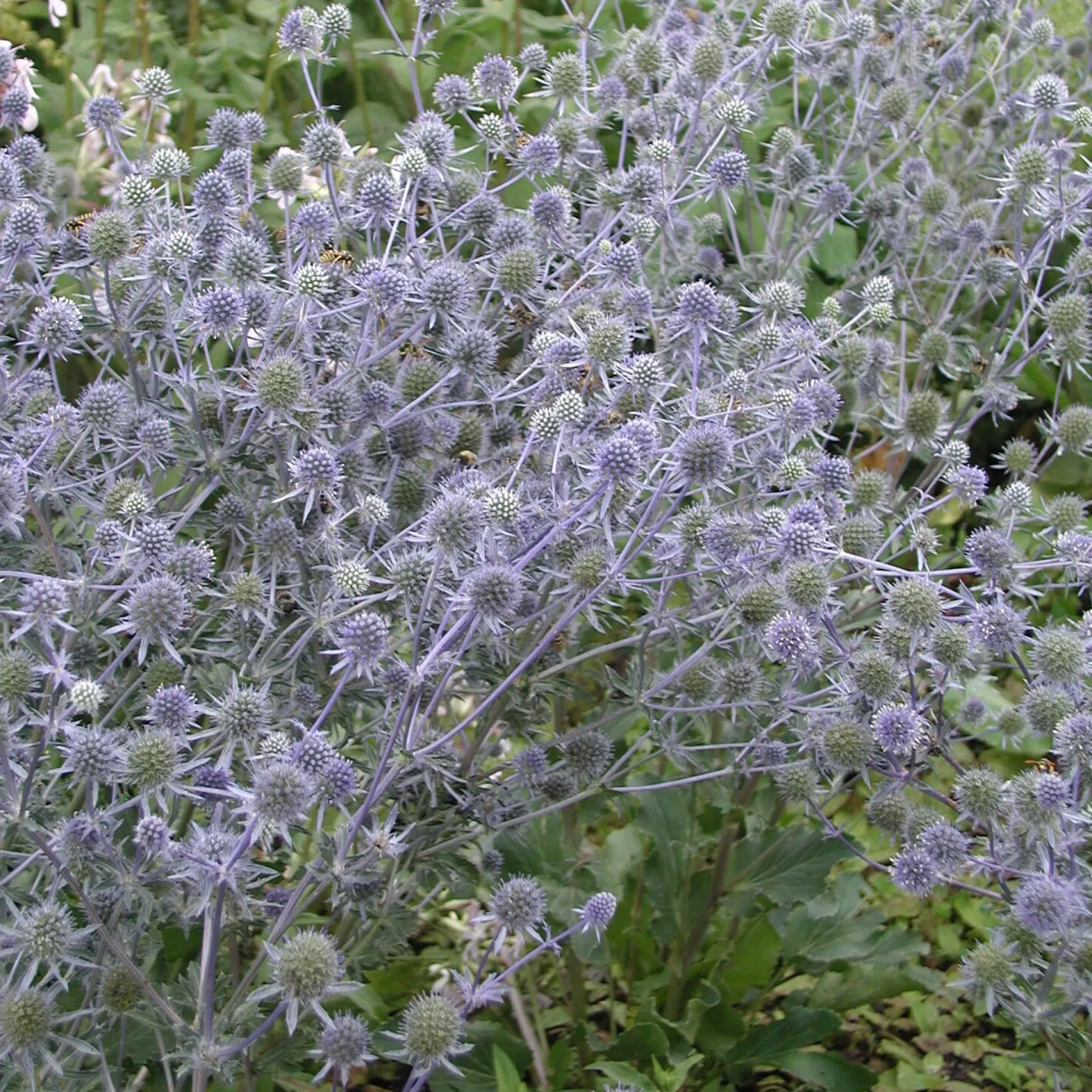 Kombipaket Klimawandel- und Stauden für Bienen, Schmetterlinge