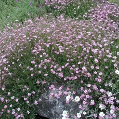 Kombipaket Klimawandel- und Stauden für Bienen, Schmetterlinge
