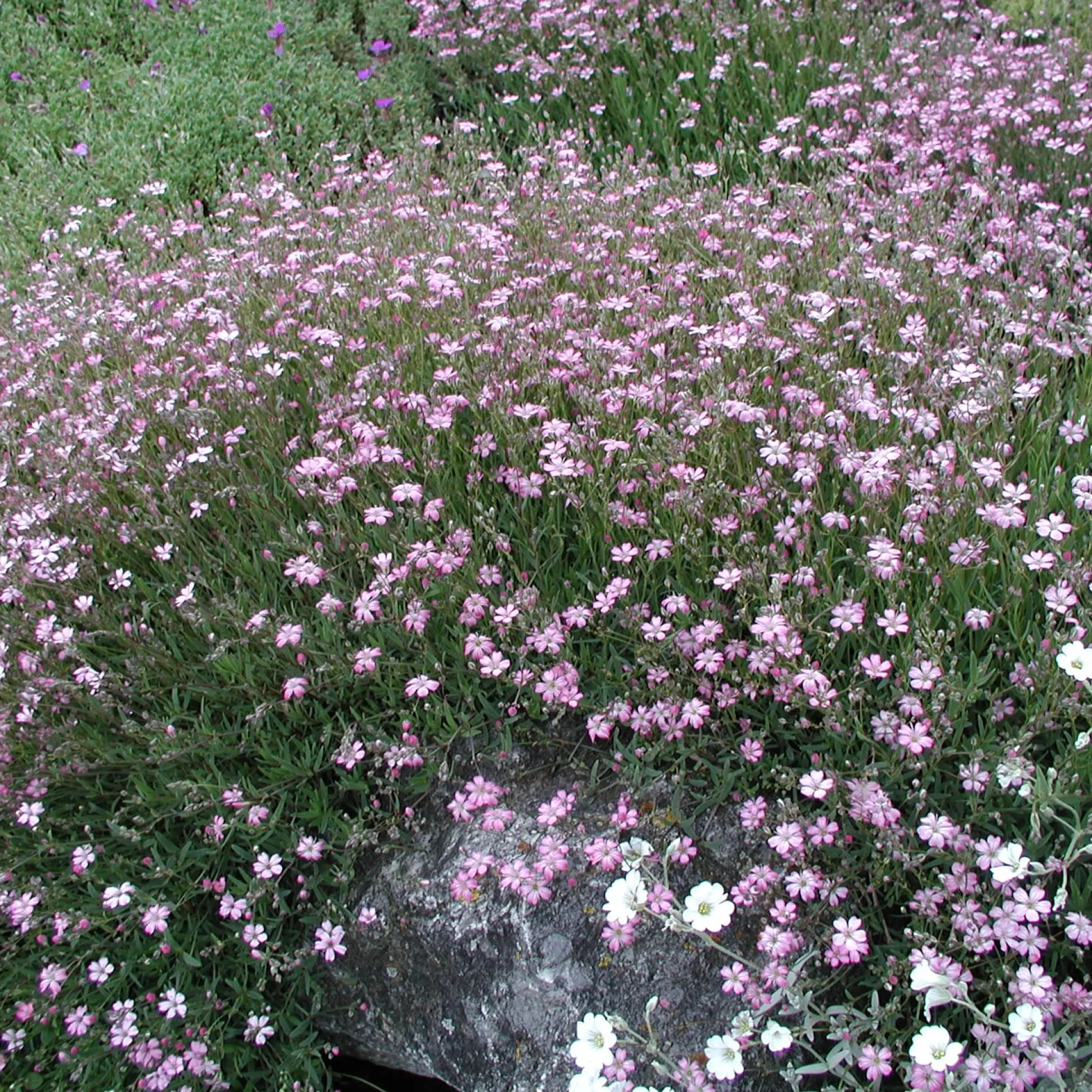Kombipaket Klimawandel- und Stauden für Bienen, Schmetterlinge