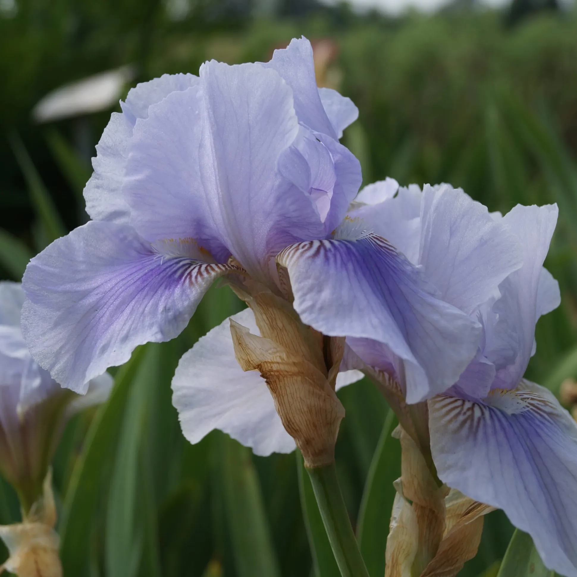 Kombipaket Klimawandel- und Stauden für Bienen, Schmetterlinge