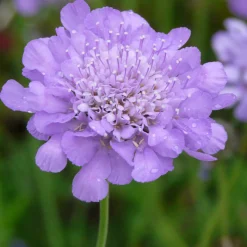 Kombipaket Klimawandel- und Heimische Stauden