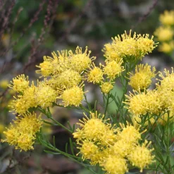 Kombipaket Klimawandel- und Heimische Stauden