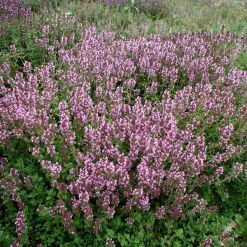 Kombipaket Klimawandel- und Heimische Stauden