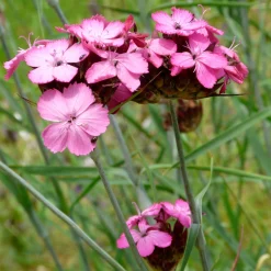 Kombipaket Klimawandel- und Heimische Stauden