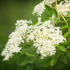 Kombipaket Wildfruchthecke 1 und 2