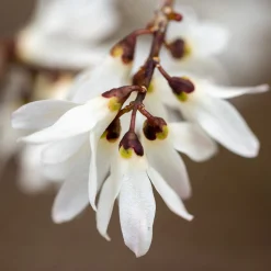 Kombipaket Winterdufter und Hecke Duftgehölze