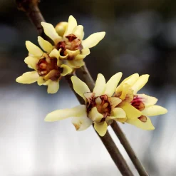 Kombipaket Winterdufter und Hecke Duftgehölze