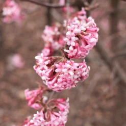 Kombipaket Winterdufter und Hecke Duftgehölze
