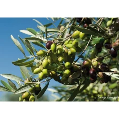 Kretisches Bio-Olivenöl