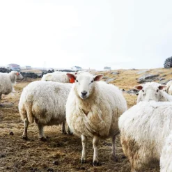 Lammwolldecke Bauhausstil