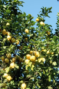 Limoncello aus Sorrento