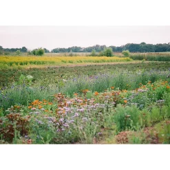 Manufactum Kräuter- und Blütentee
