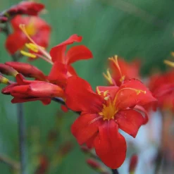 Montbretie Orangeade