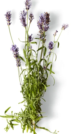 Nachfüller zu Naturseife Soeder