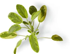 Nachfüller zu Naturseife Soeder