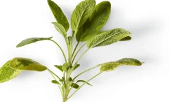 Nachfüller zu Naturseife Soeder