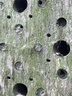 Nisthilfe Bienenhotel Bee's Inn