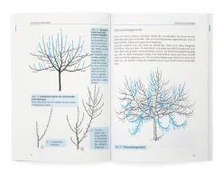 Obstbaumschnitt in Bildern