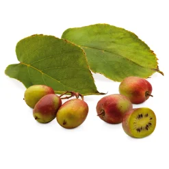 Obstgehölz 'Bayern-Kiwi' (1 Paar)