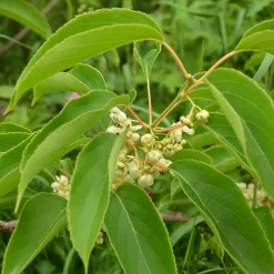 Obstgehölz 'Bayern-Kiwi' (1 Paar)