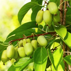 Obstgehölz 'Bayern-Kiwi' (1 Paar)