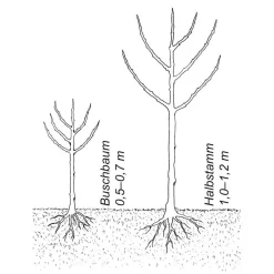 Obstgehölz Birnenquitte 'Meisterquitte'